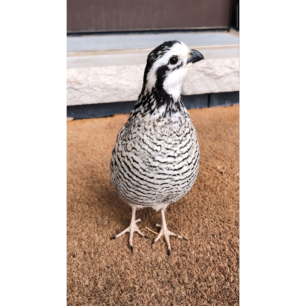 Puyuh Bobwhite Snow Salju USA