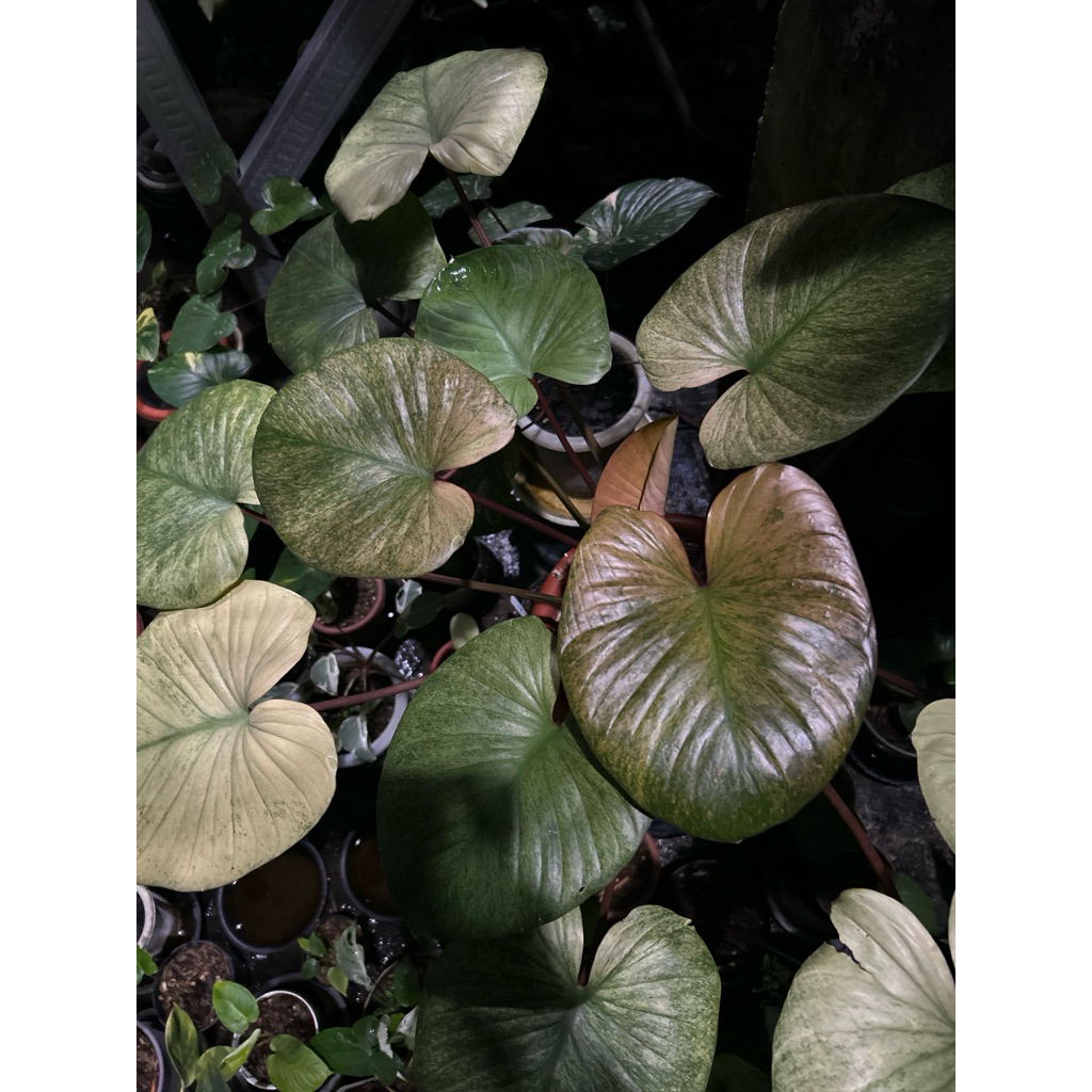 Homalomena Rubescens Mint Peach Varigata