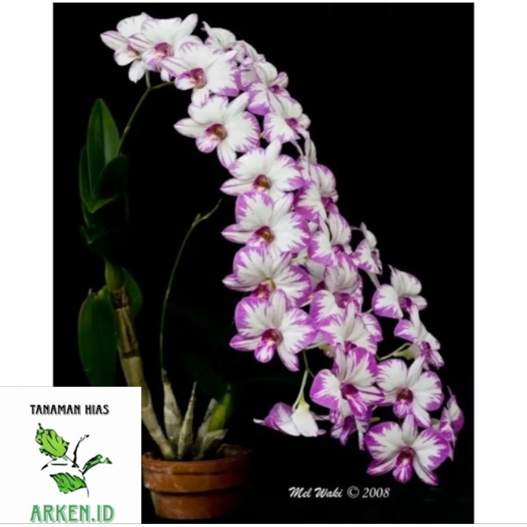 Anggrek Dendrobium Enobi Purple