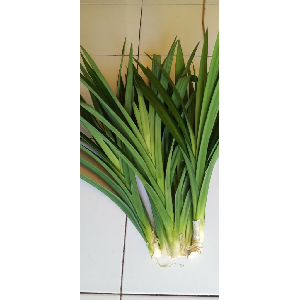 

Daun Pandan Wangi fresh untuk masak dan kuliner lain nya