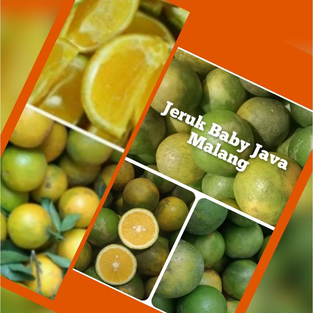 

Ready-Jeruk Baby Java Malang Kuning/Hijau/Bercorak 1Kg (size Kecil/Mix) sesuai stok yg ada, karena sudah Langka