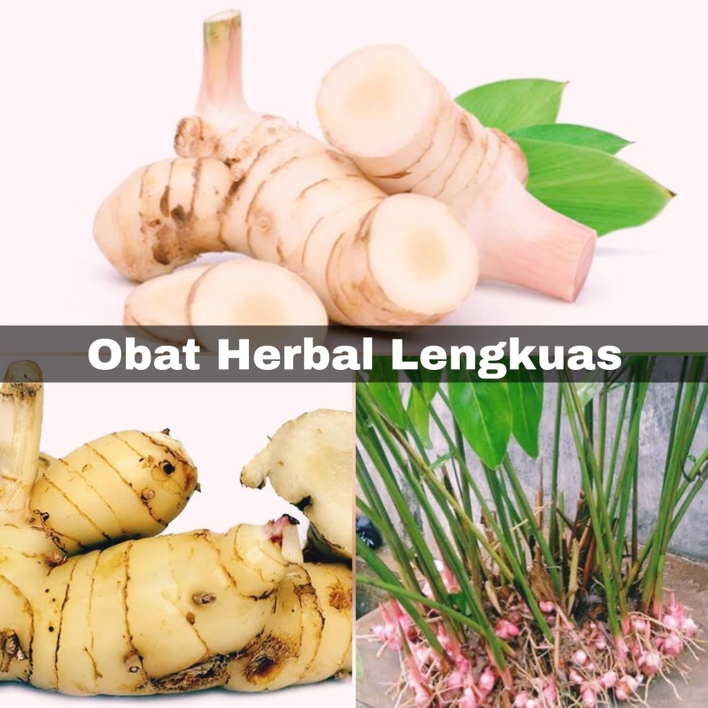 

lengkuas rempah herbal kaya manfaat frash segar dipanen dari kebun sendiri 1 kg