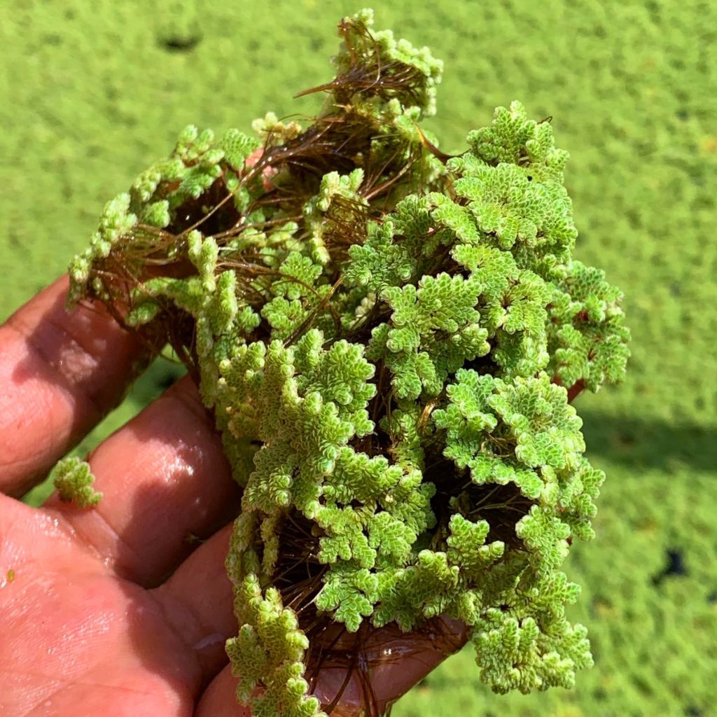 Azolla super 1kg pakan ikan, ayam, bebek, entok, kambing dan pakan sapi