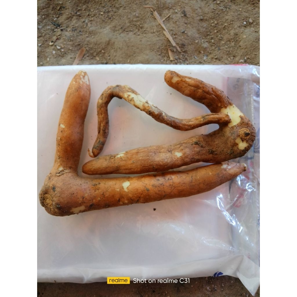 

3 UMBI SUNGSANG SUPER SIAP PEMBIBITAN