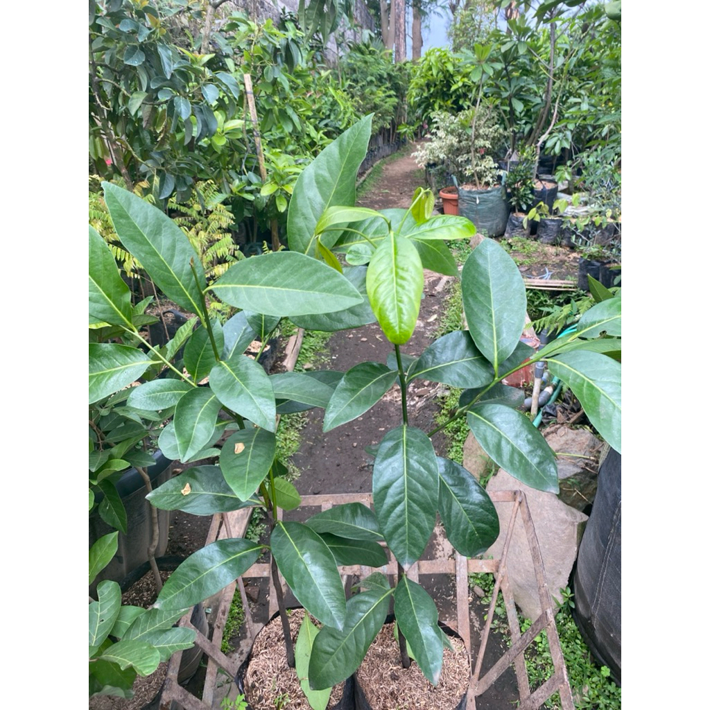 Tanaman Buah Black Sapote tinggi 80-90cm