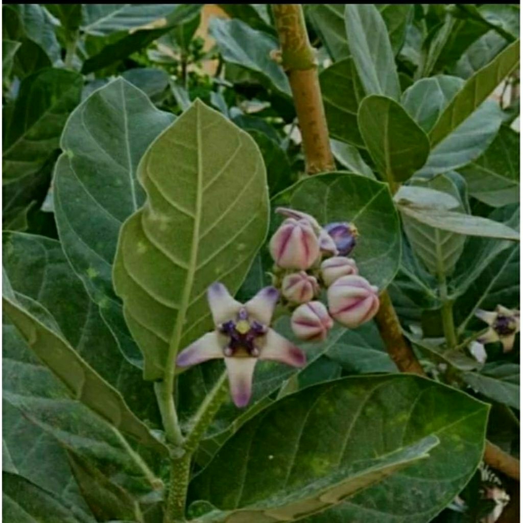 

Daun Widuri Segar Atau daun biduri Segar organik 500 gram