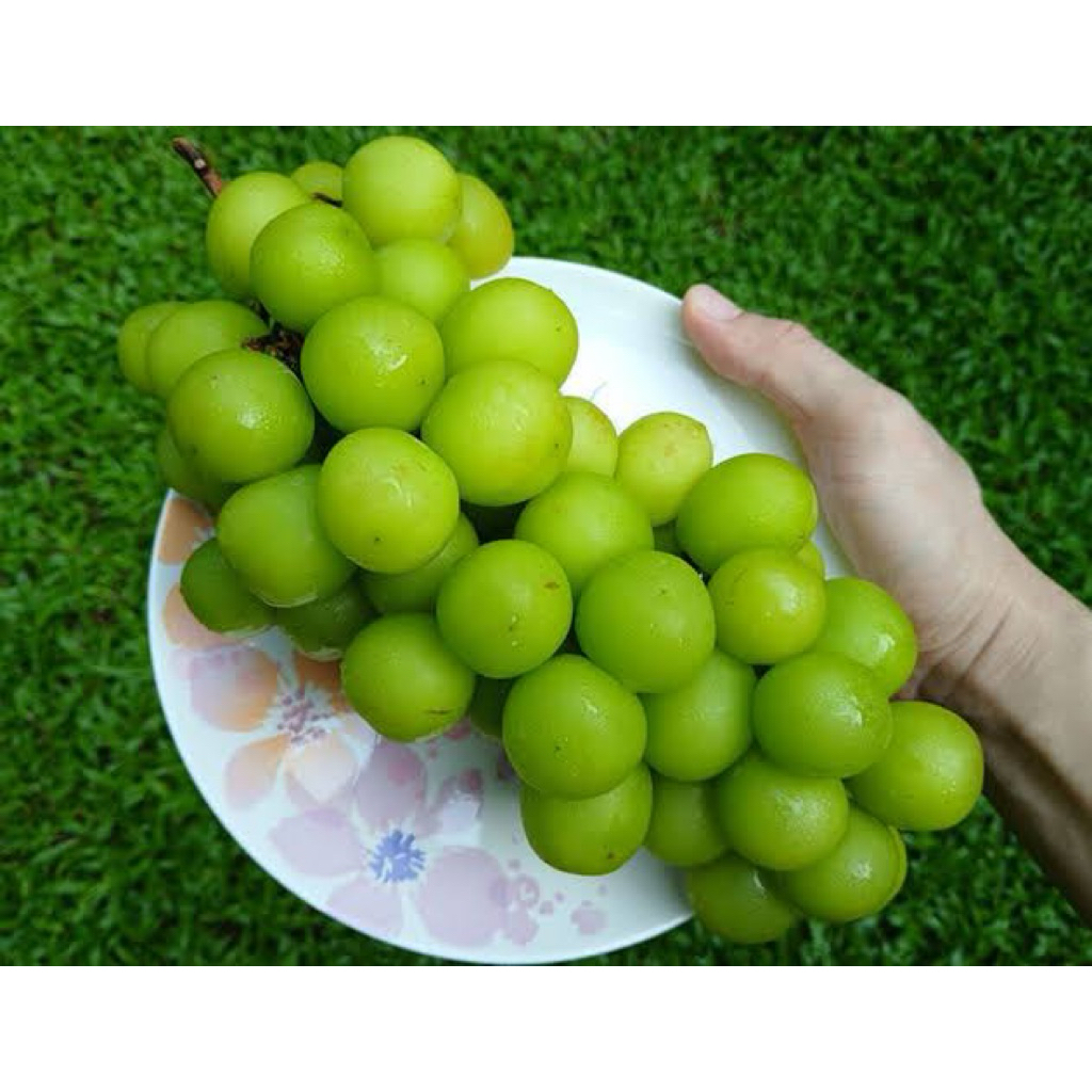 

Anggur Muscat 1 kg