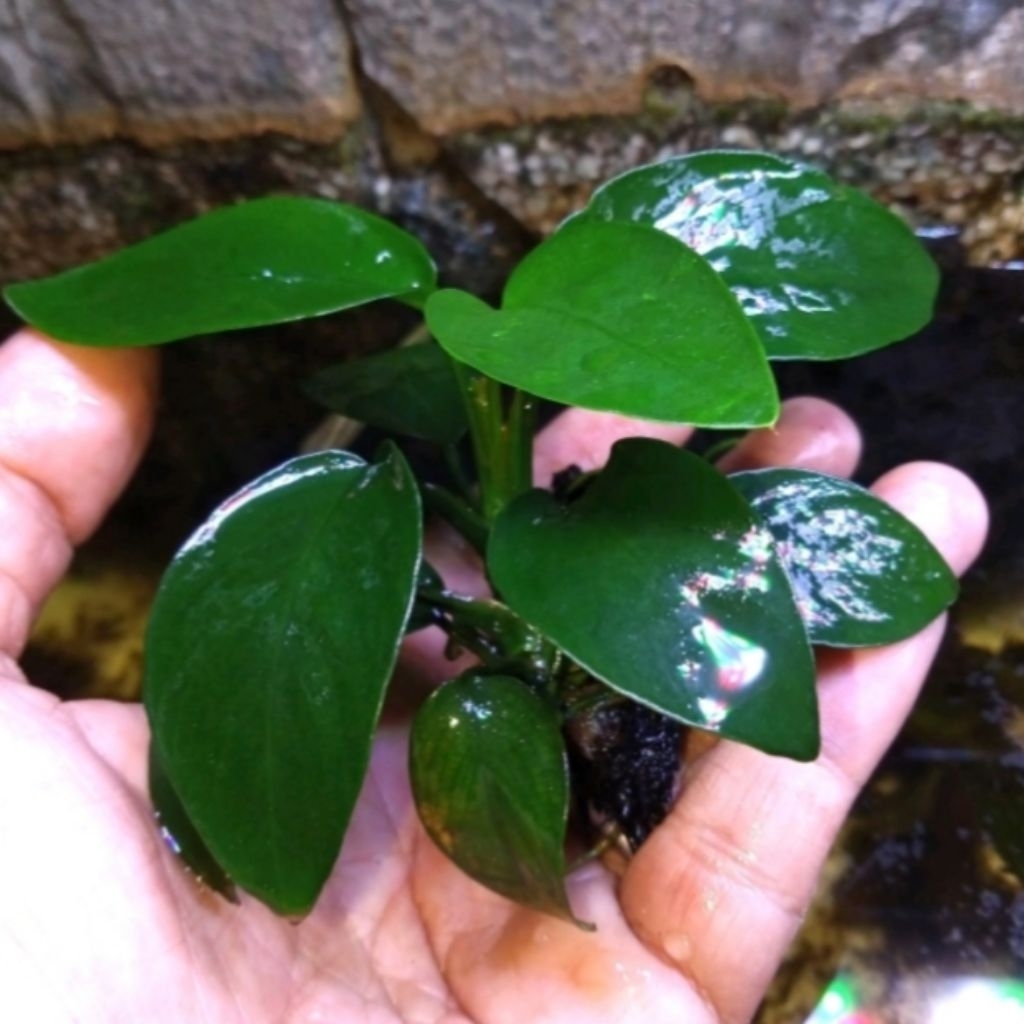 Anubias nana, size M, media akar pakis