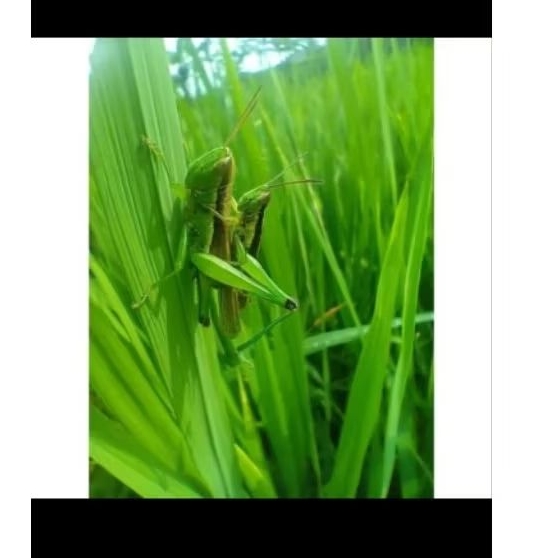 

Belalang sawah/25