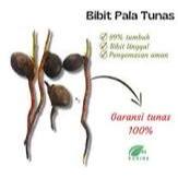 bibit benih kecambah pala unggul bibit pala unggul super per biji