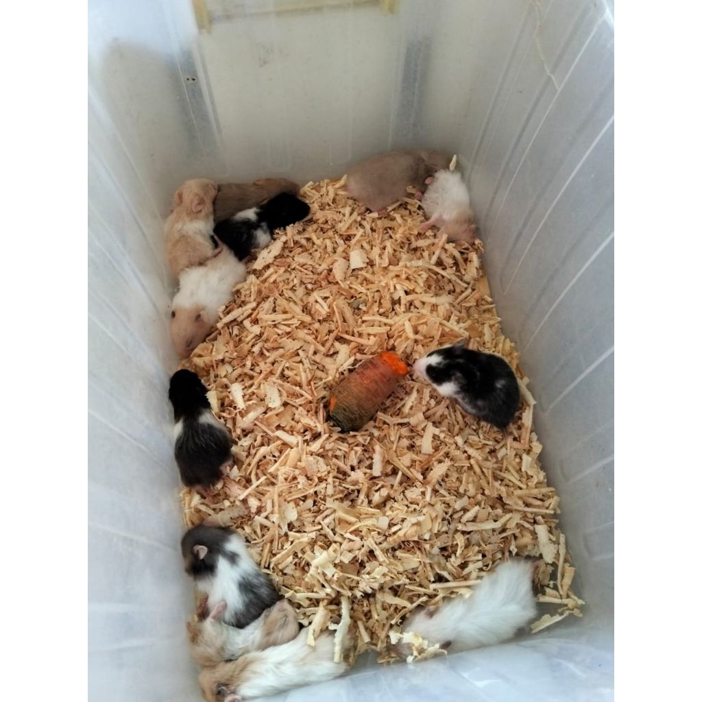 Hamster Syrian LH/Long Hair