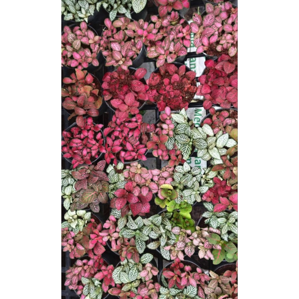 Fitonia import tanaman hias unik cantik merah pink putih