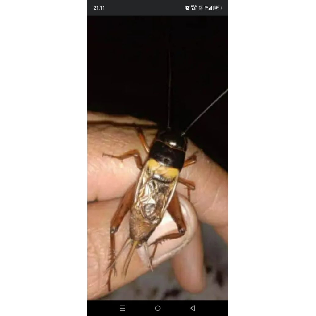 jangkrik aduan, masteran, pengusir tikus