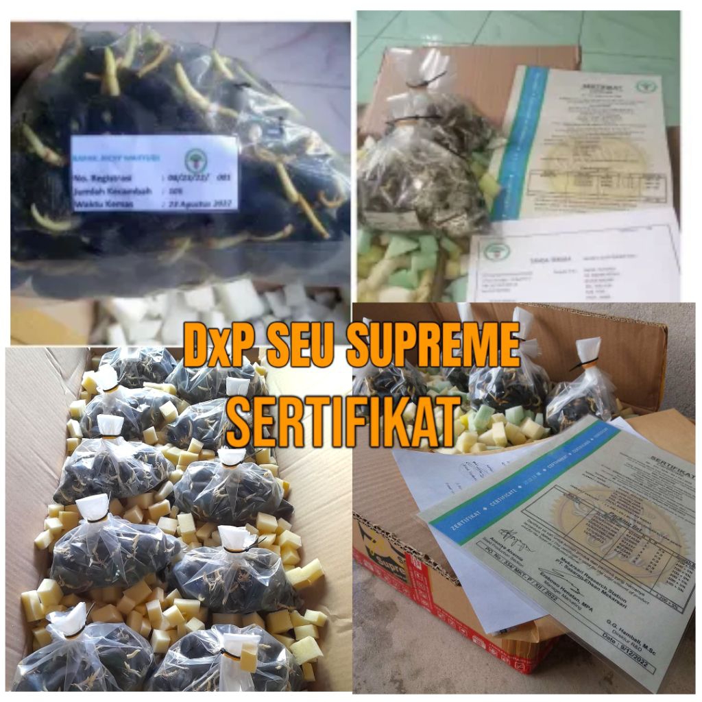 Kecambah sawit DxP SEU SUPREME RESMI unggul bersertifikat