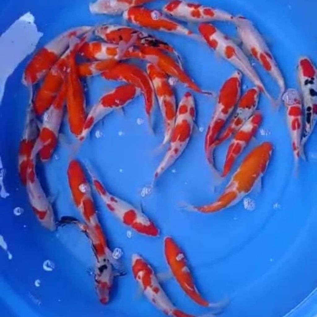 

Promo bk Stiker Kohaku 12-15ceem