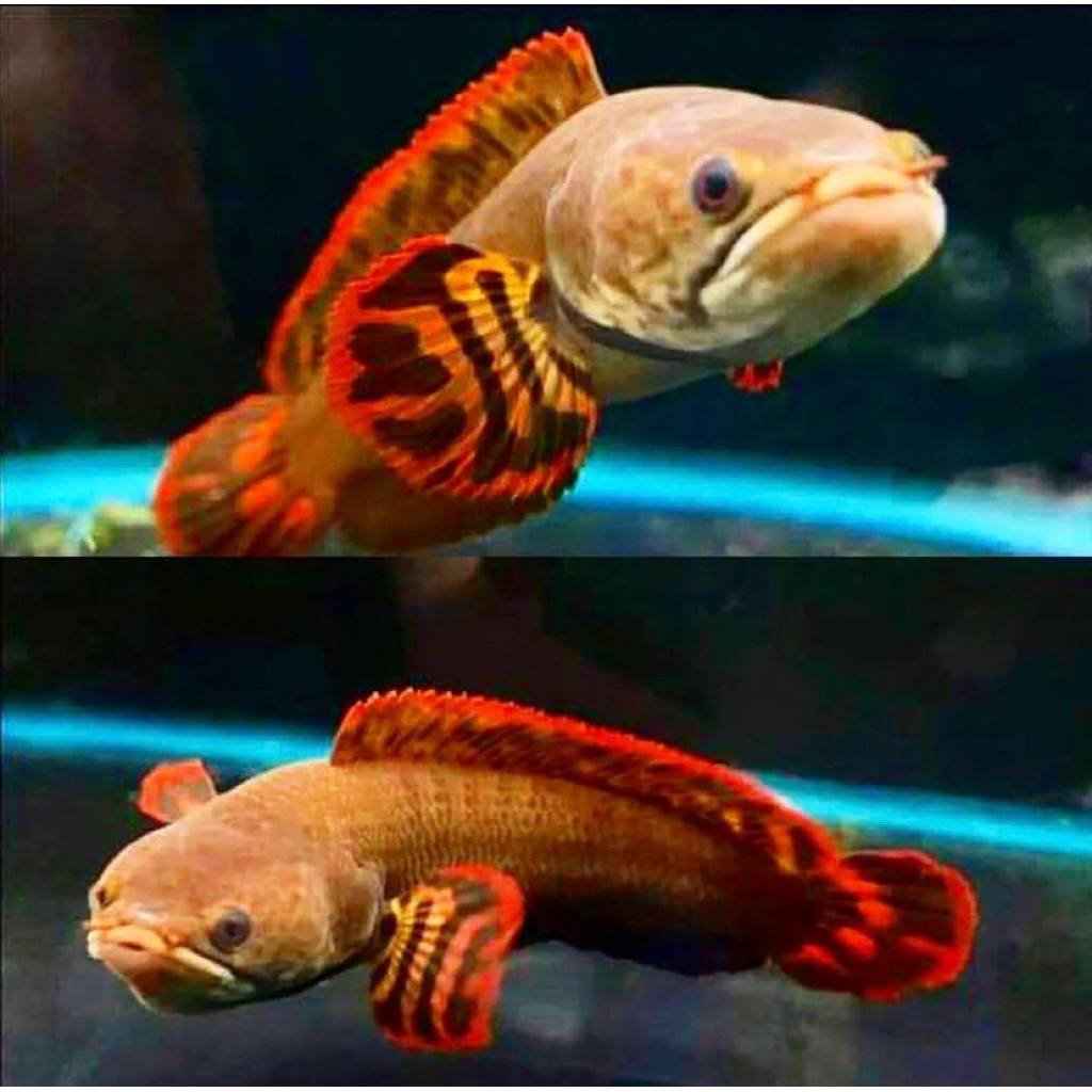 baby limbata isi 2 ekor bahan berkualitas calon galak