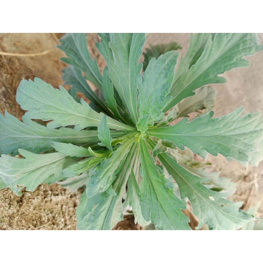 

Daun jelantir segar 200gr