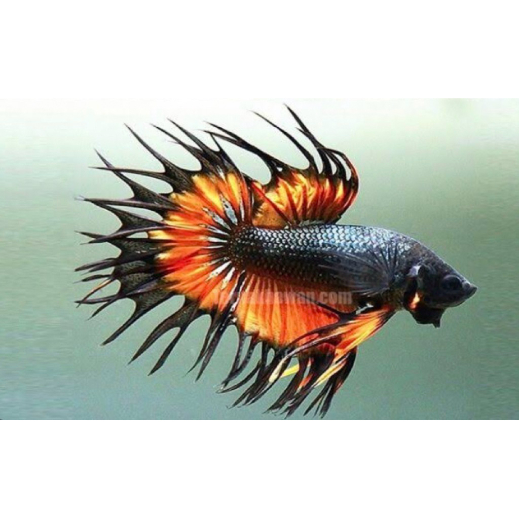 cupang serit mental galak bahan kontes terbaik