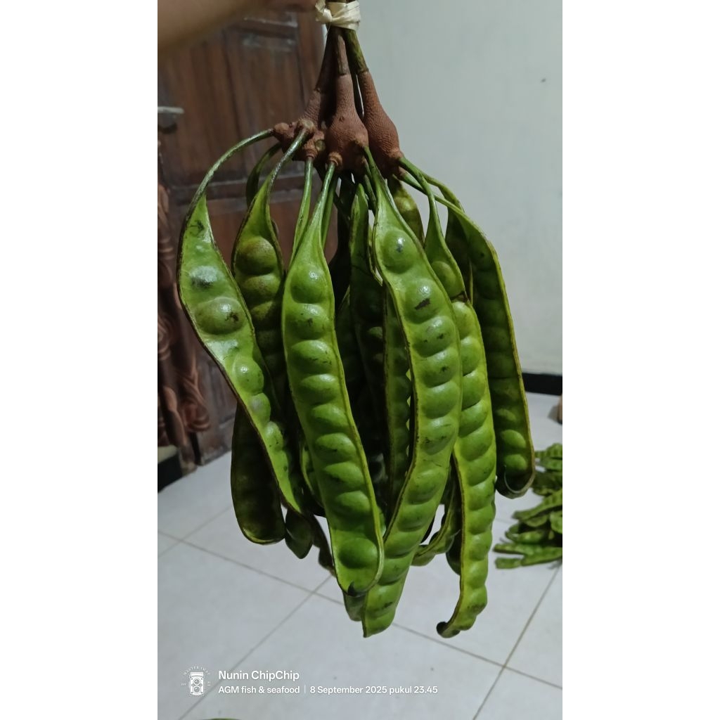 

Pete/Petai Tua siap kirim isi 5 Papan/Lonjor