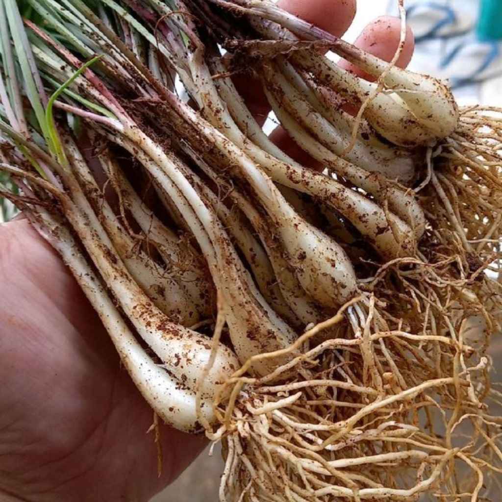 

Bawang batak atau kuncai pelengkap masakan pedas 1kg