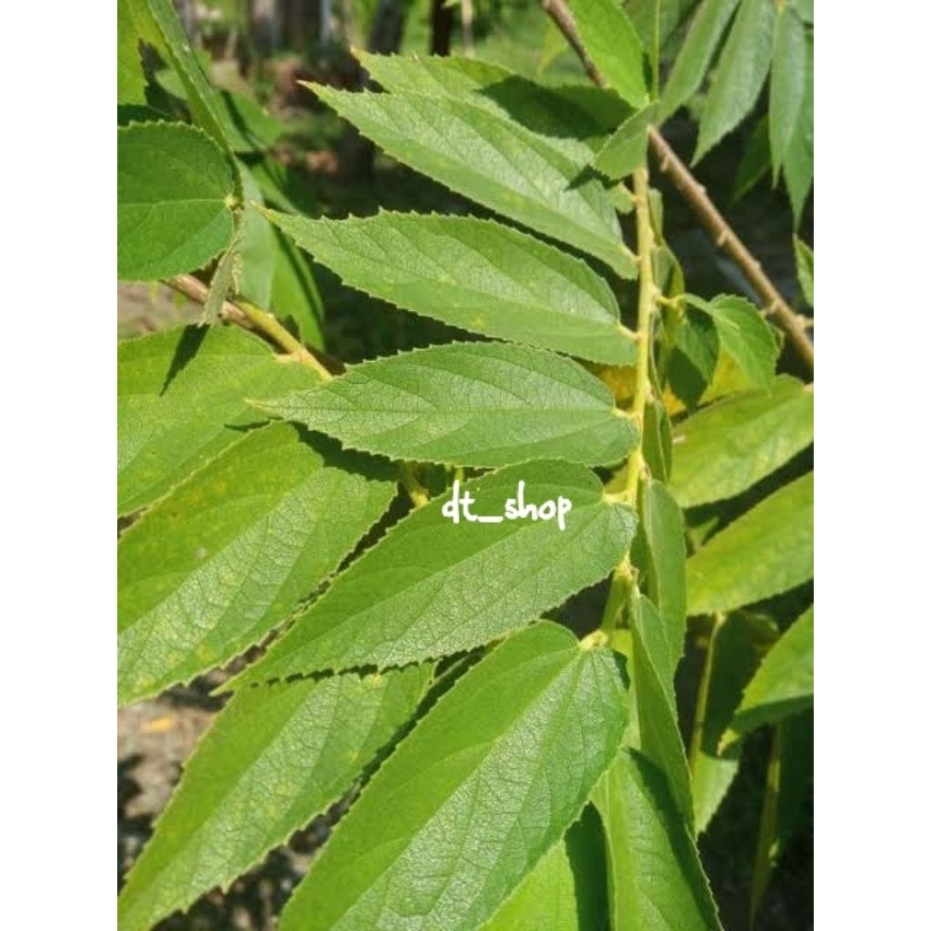 

daun kersen 100 gram