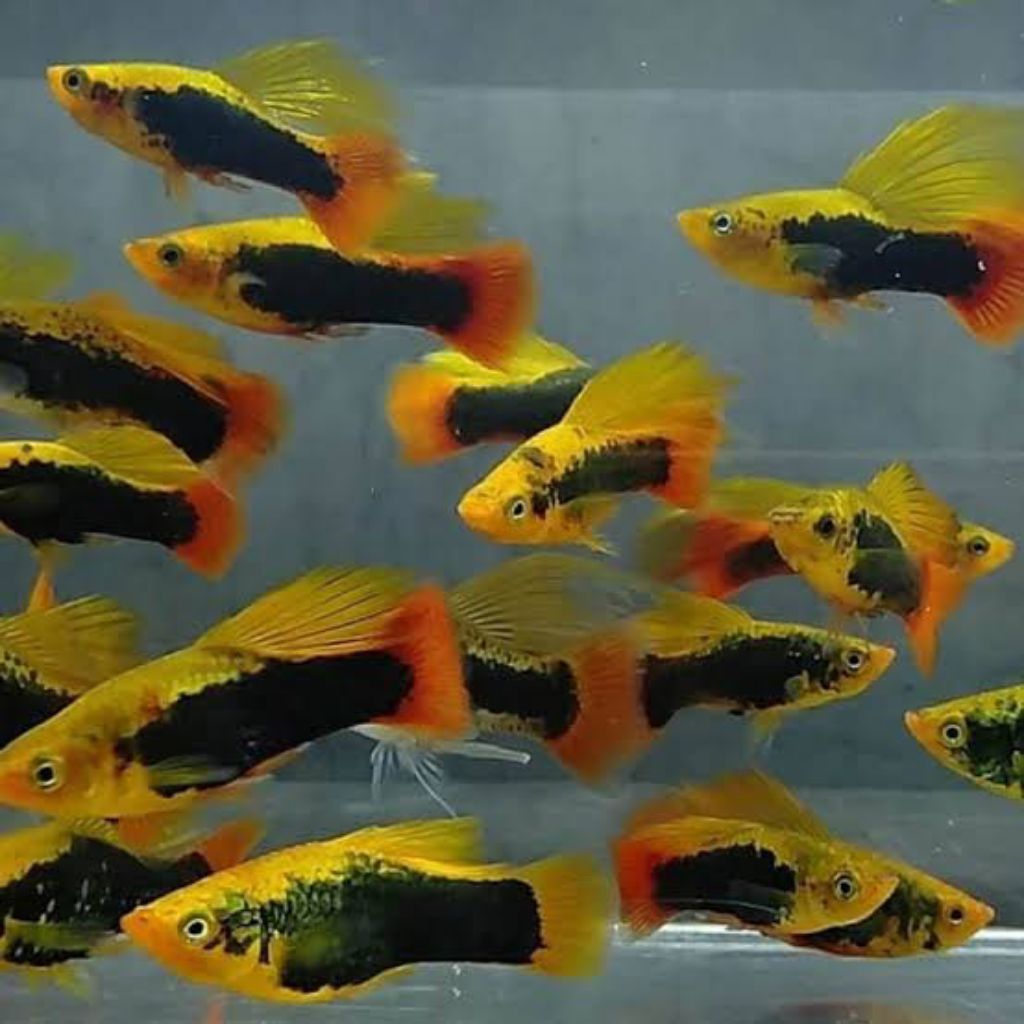 hiasan aquarium platy hawai hifin 10 pcs mix