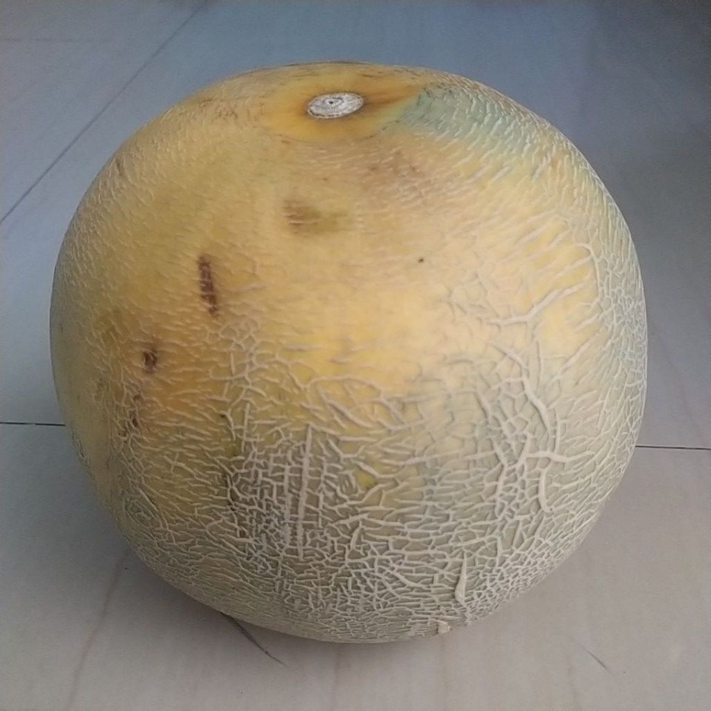 

buah melon manis