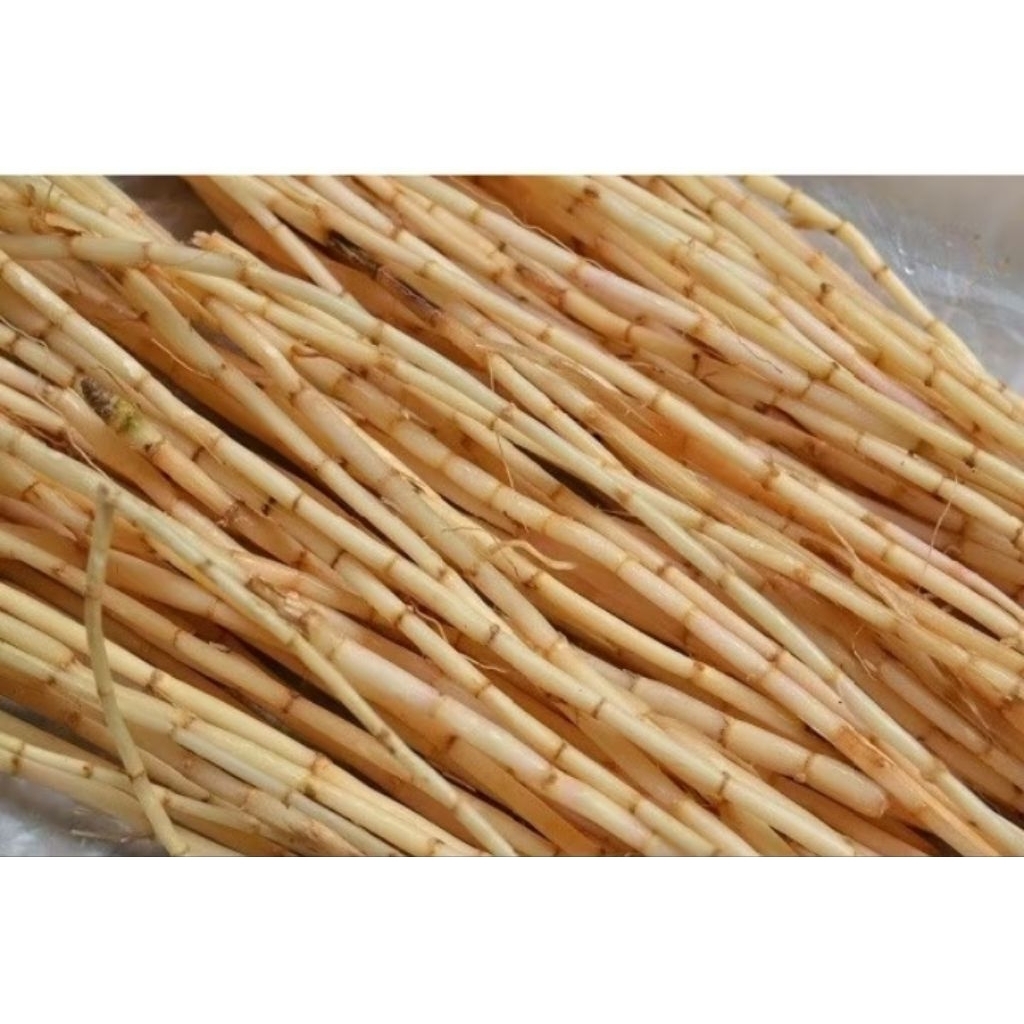 

akar alang alang 500gr fress, buat obat