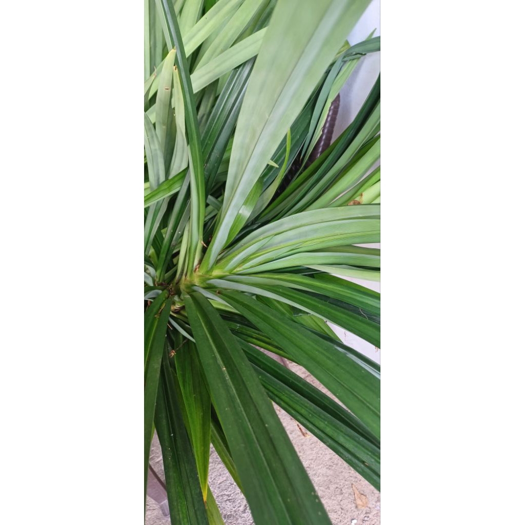 

Daun pandan wangi untuk aneka makanan dan pewarna alami