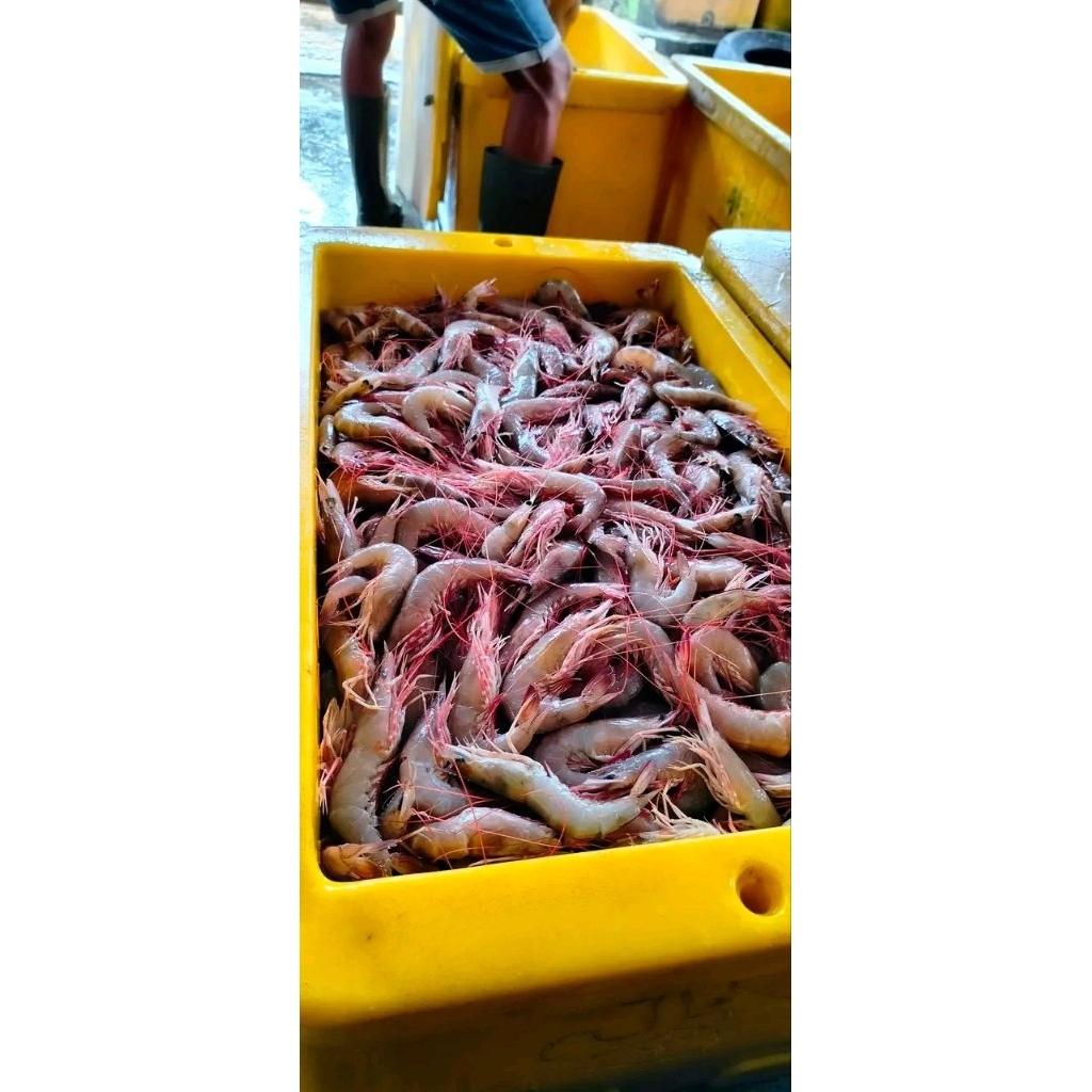 

UDANG DOGOL / UDANG BASAH