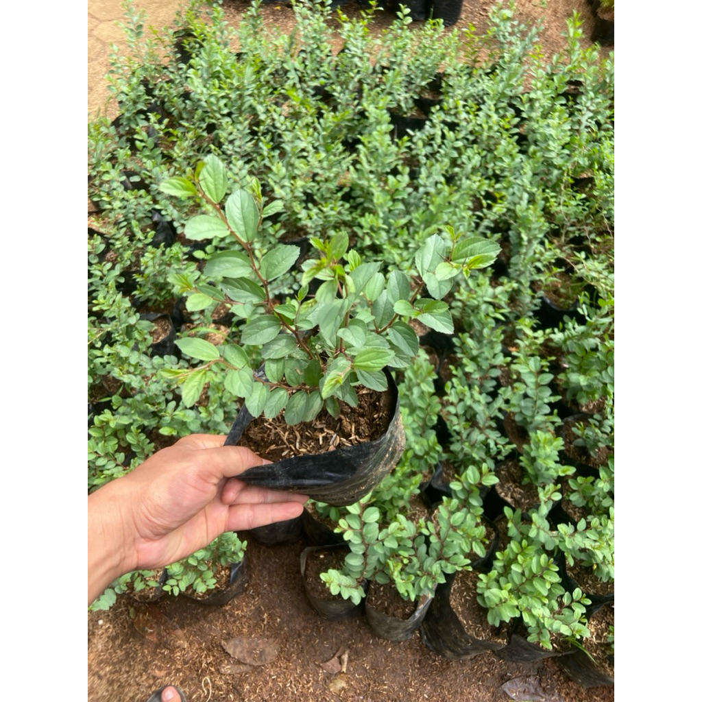 ( Promo Cod ) Tanaman Hias Bidara Arab / Tanaman Bidara arab / Pohon Bidara Arab Berduri / Bidara Ar