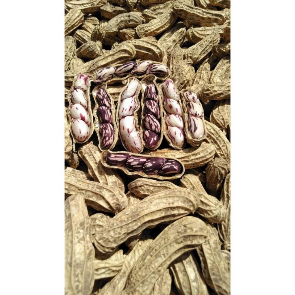 Kacang Tanah Kacang Kelinci Kacang Madu 1kg