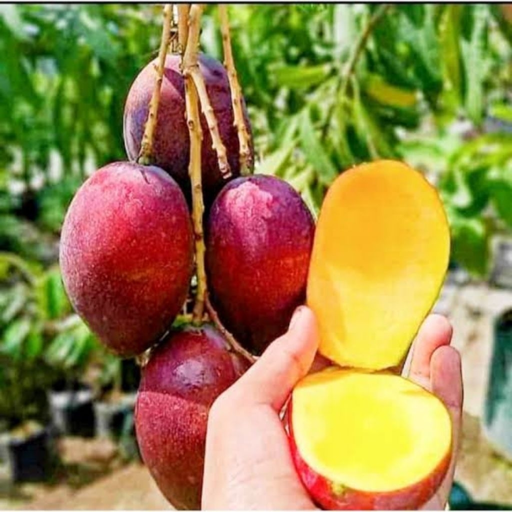 Bibit Buah Mangga Miyazaki
