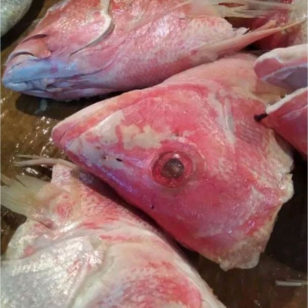 

Kpl.kakap merah seger ukuran 1kg d jual per 1 kepala ya ka,,,
