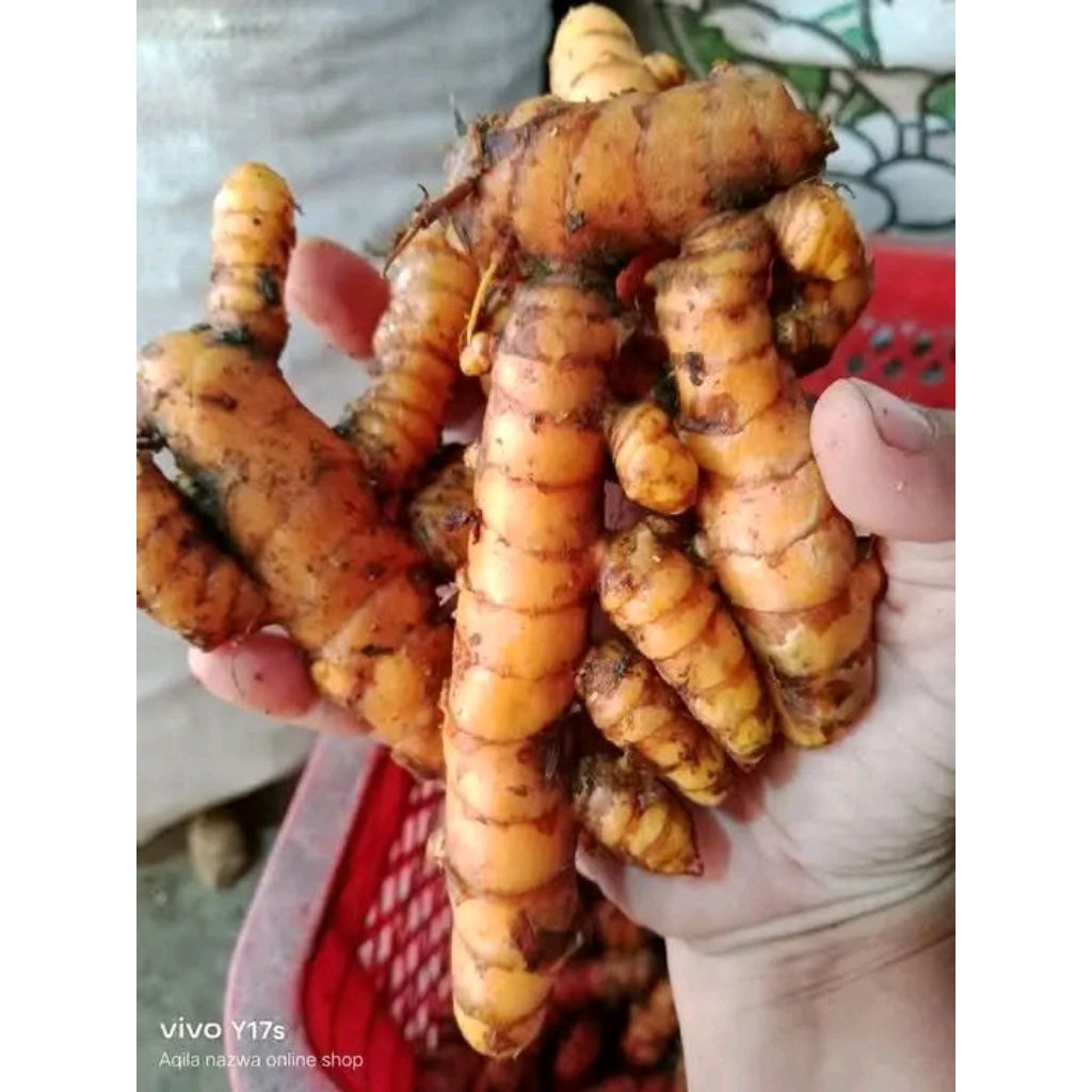 

kunyit, koneng dapur segar hasil olahan bumi dengan pupuk pilihan