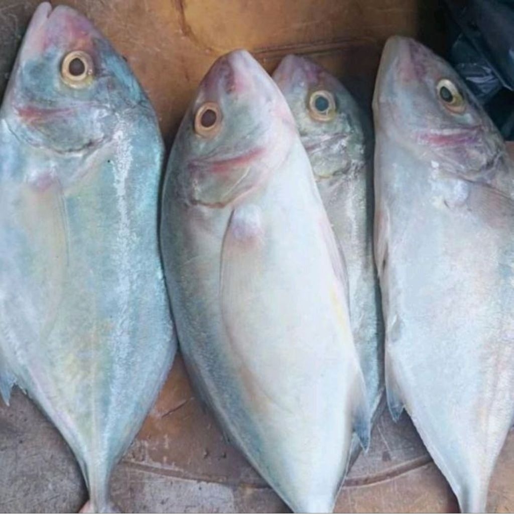 

ikan kue lilin seger d jual per 1kg isi 1-2-3-4 ya kak