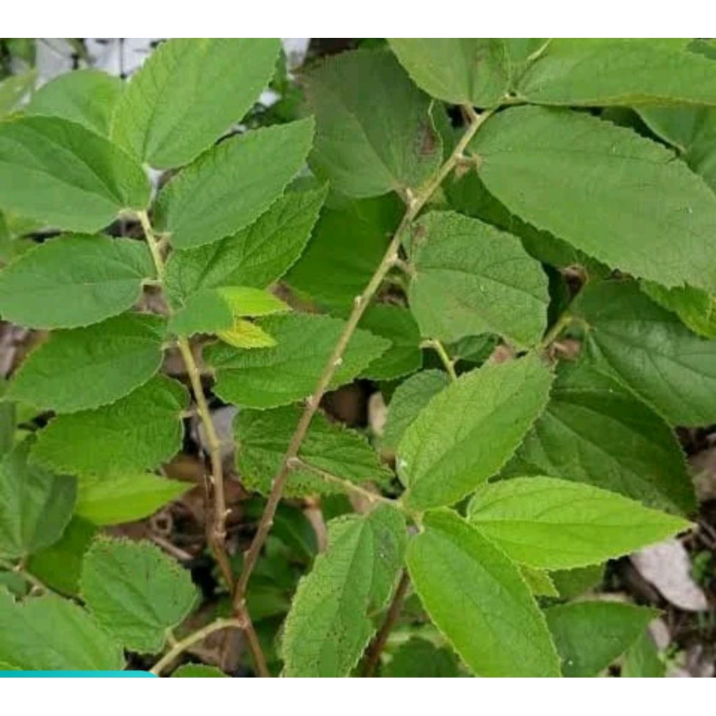 

Daun kersen segar 250gr