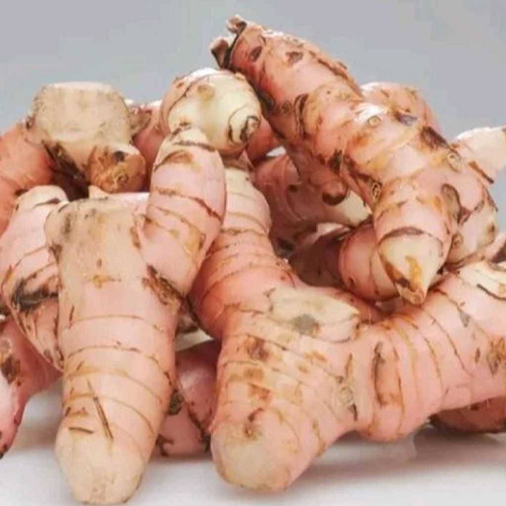 

Lengkuas Bumbu Pelengkap Masakan 500g - Untuk Hidangan Pedas - Ayam, Bubuk, Spices