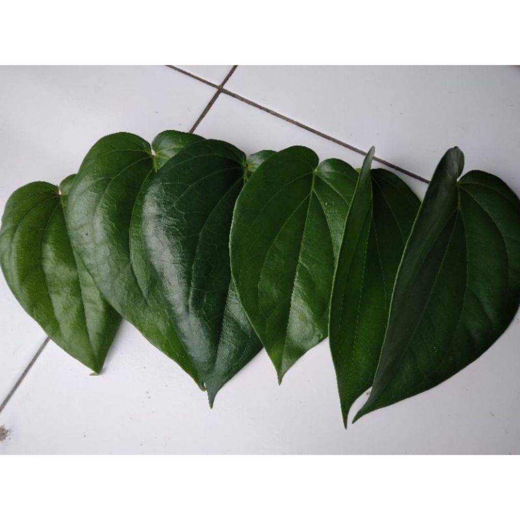

Daun sirih hijau segar (35lembar)