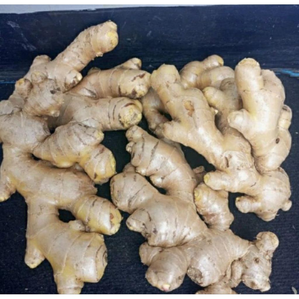 

Jahe gajah 500gram fresh