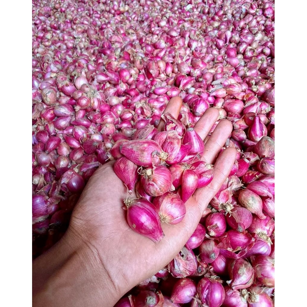 

Bawang merah sedang 1 kg berkualitas|bawangmerahtermurah|bumbumasak|bumbudapur|bawang|murah