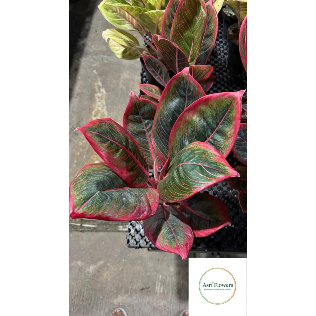 aglonema khanza remaja siap kirim import thailand asli original