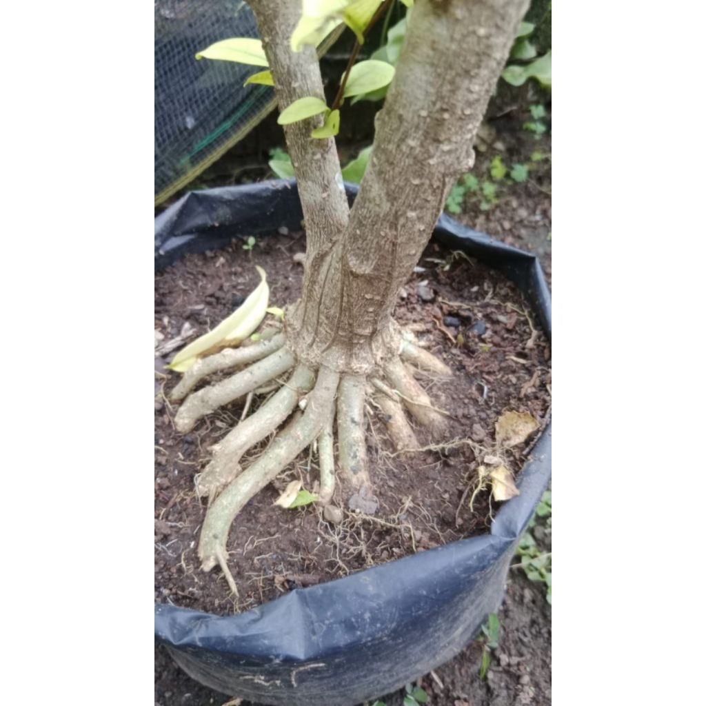 bahan bonsai anting putri program akar muter rawatan