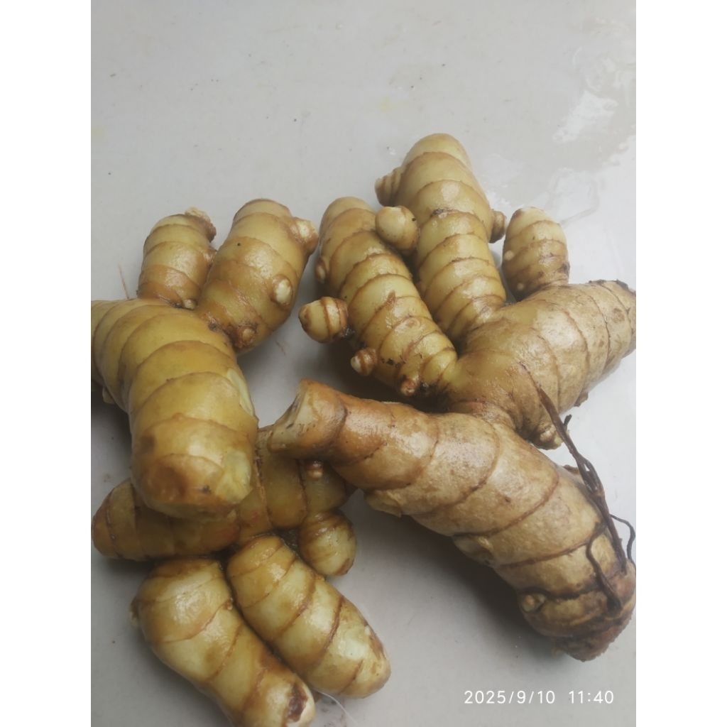 

kunyit putih segar berat 1 kg