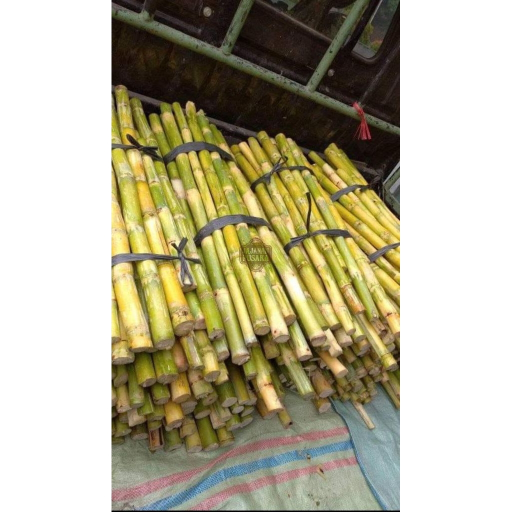 

Tebu Hijau Segar Berat 1 Kg