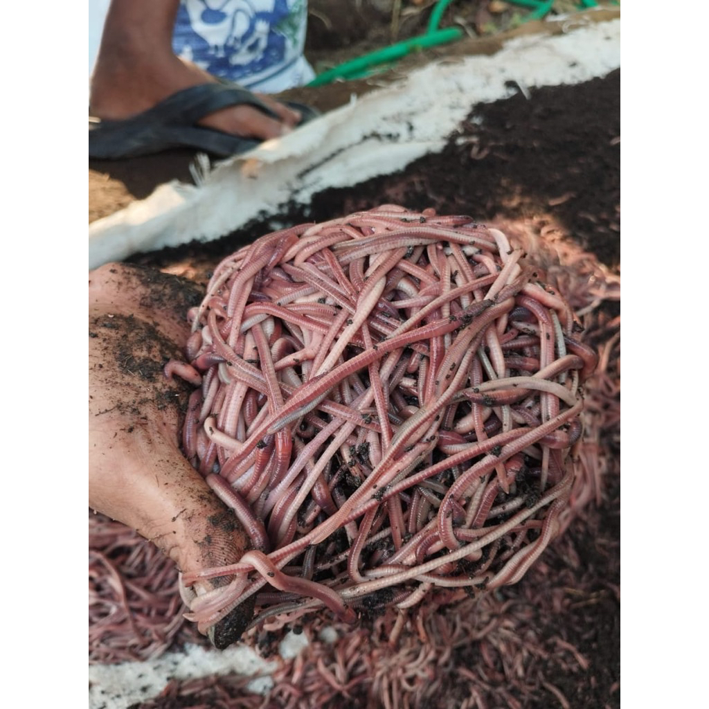 Cacing ANC/ Cacing Merah