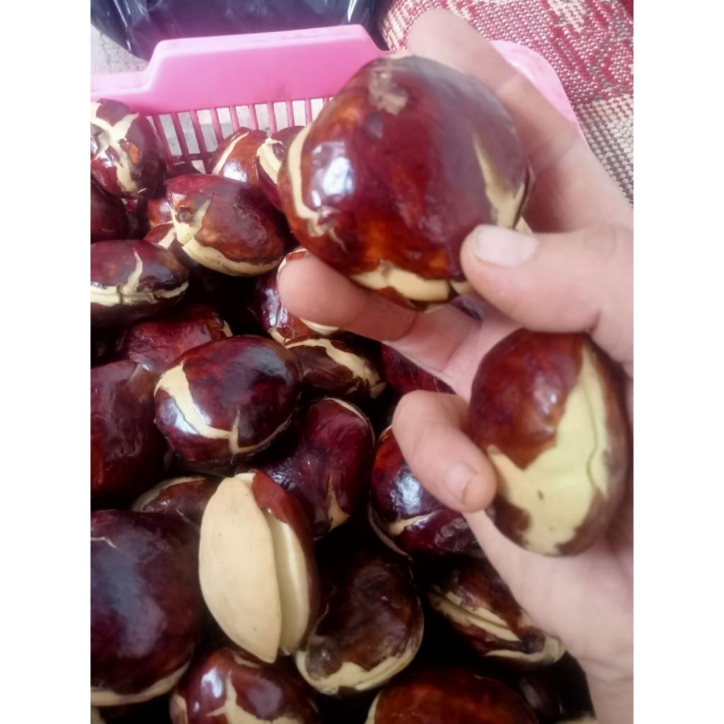 

Jengkol Murah 250 Gram