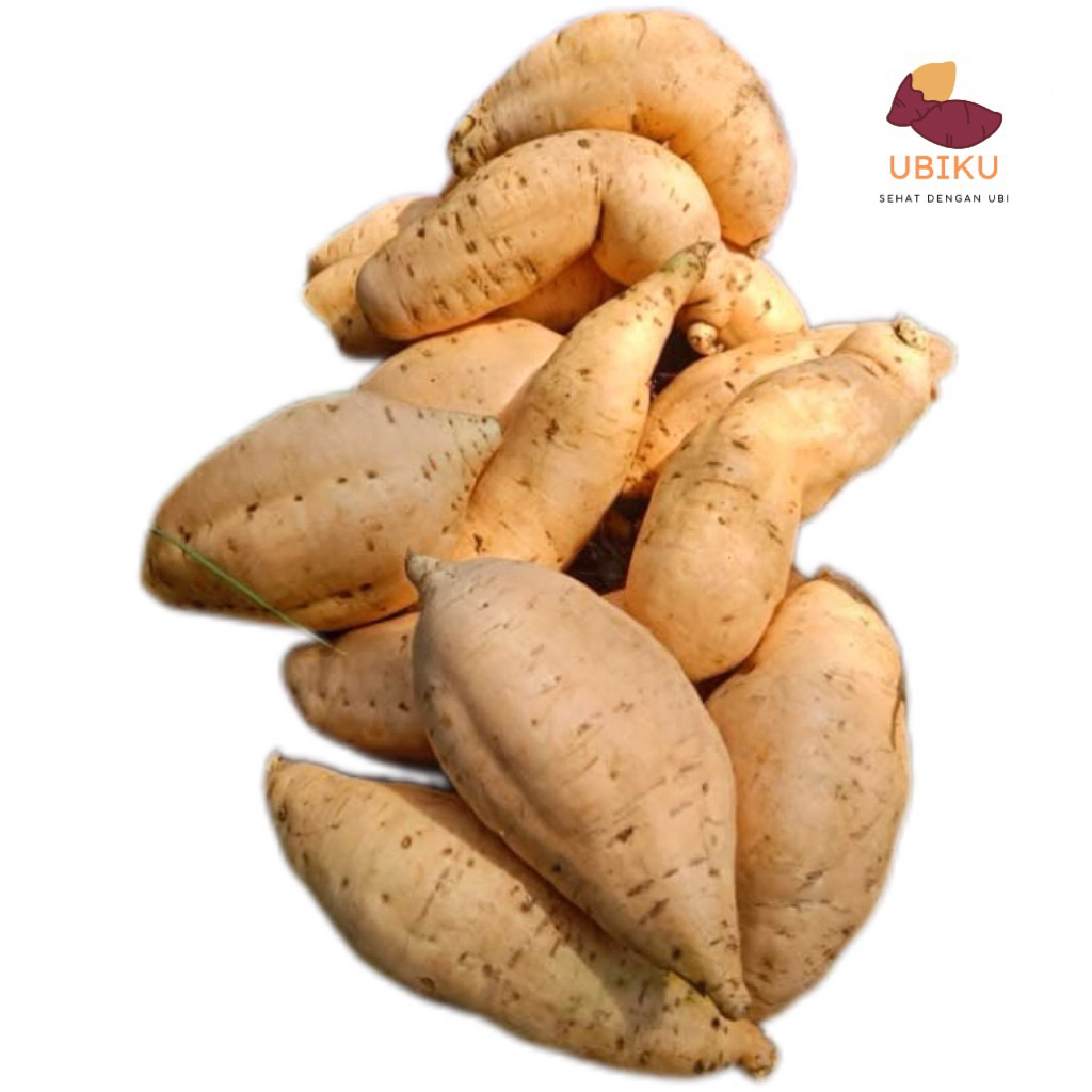 

ubi madu cilembu manis mentah