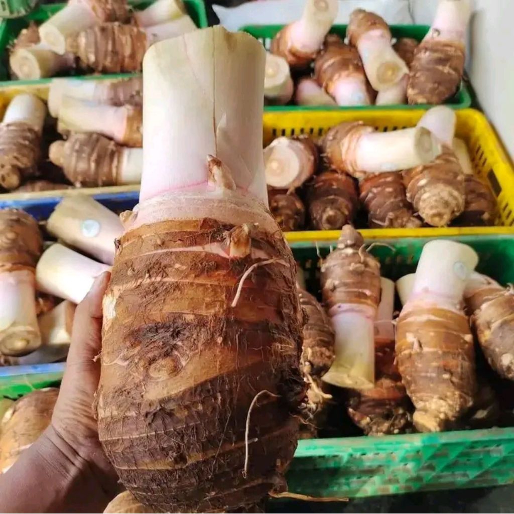 Umbi Talas Bogor Asli Berat 2 kg  / Talas Ketan Super / Talas Pratama