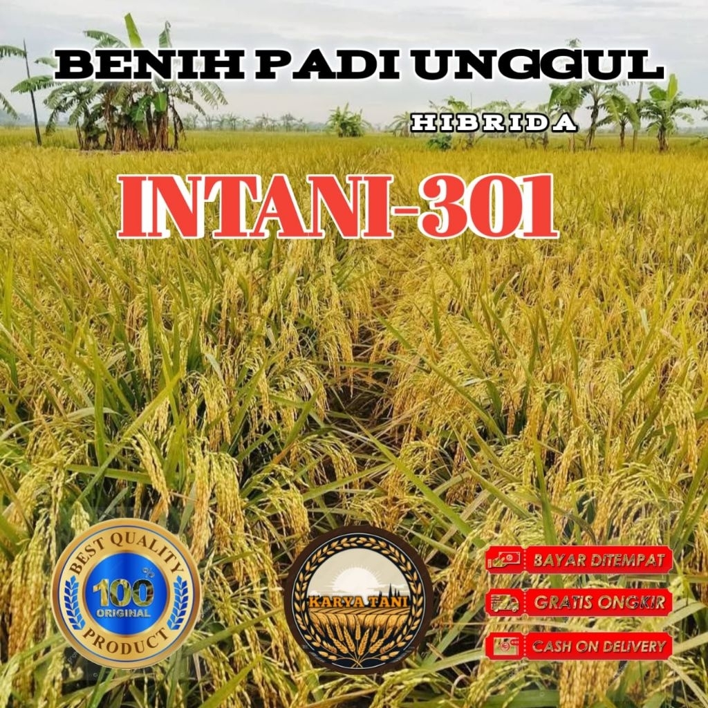 5KG BENIH PADI HIBRIDA F1 INTANI 301 UNGGUL BERKUALITAS
